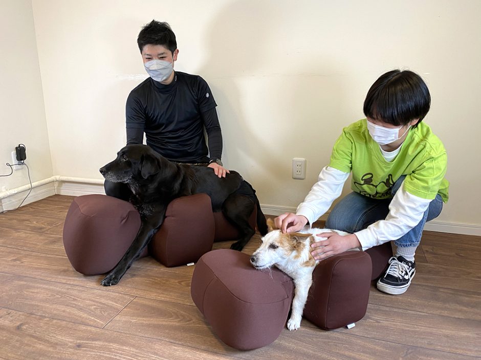 サイズDMOneAid リラクッション 姿勢維持 老犬介護