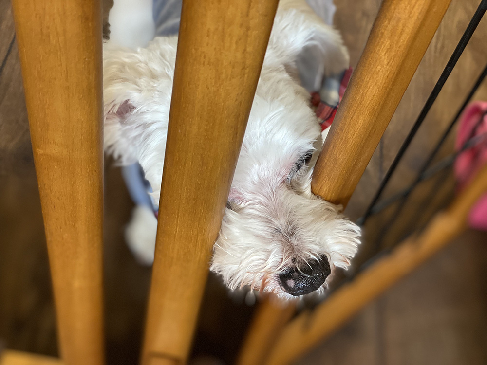 犬の認知症はご長寿の証 飼い主さんは自分を褒めてあげよう ぐらんわん