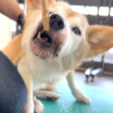 老犬あるある③舌が伸びなくてうまく使えない、食べづらい