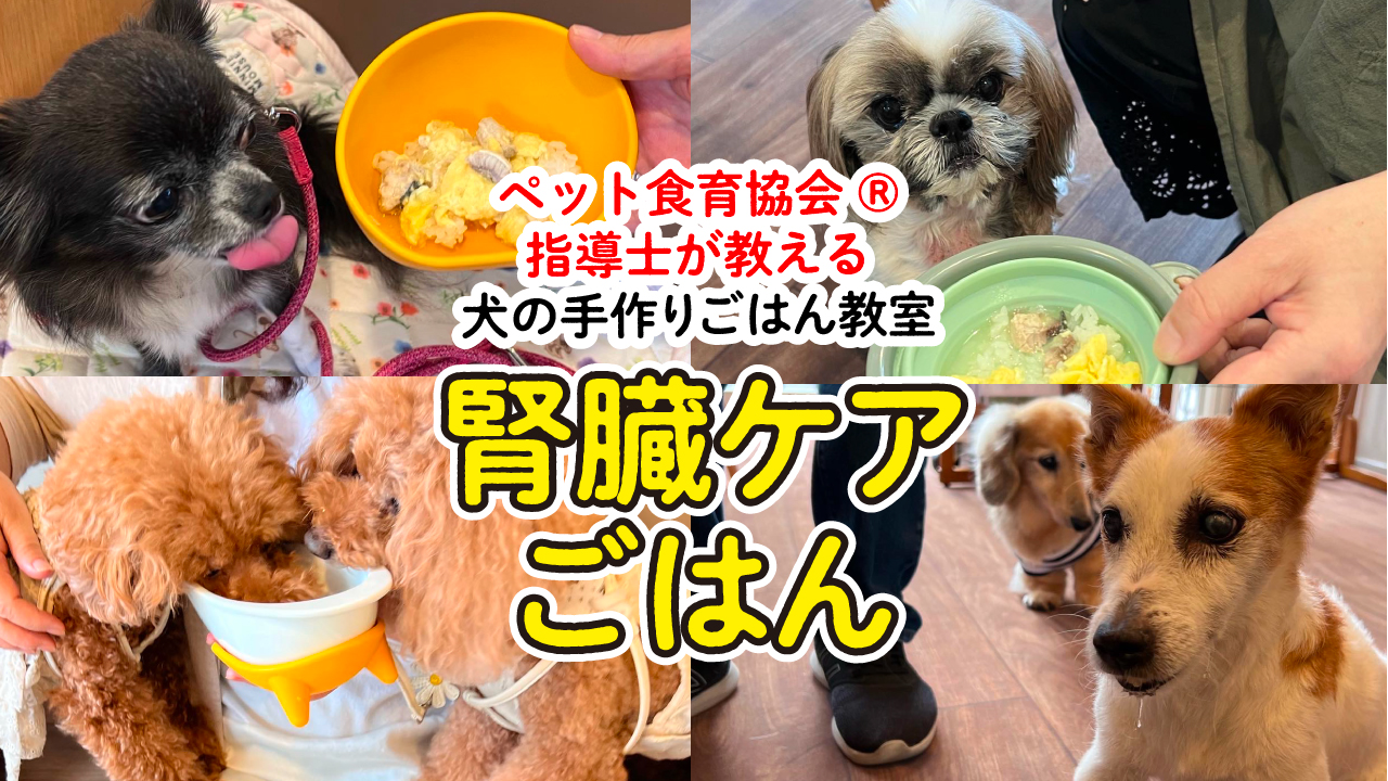 腎不全犬必見！】腎臓ケアの手作りごはん教室 | ぐらんわん！