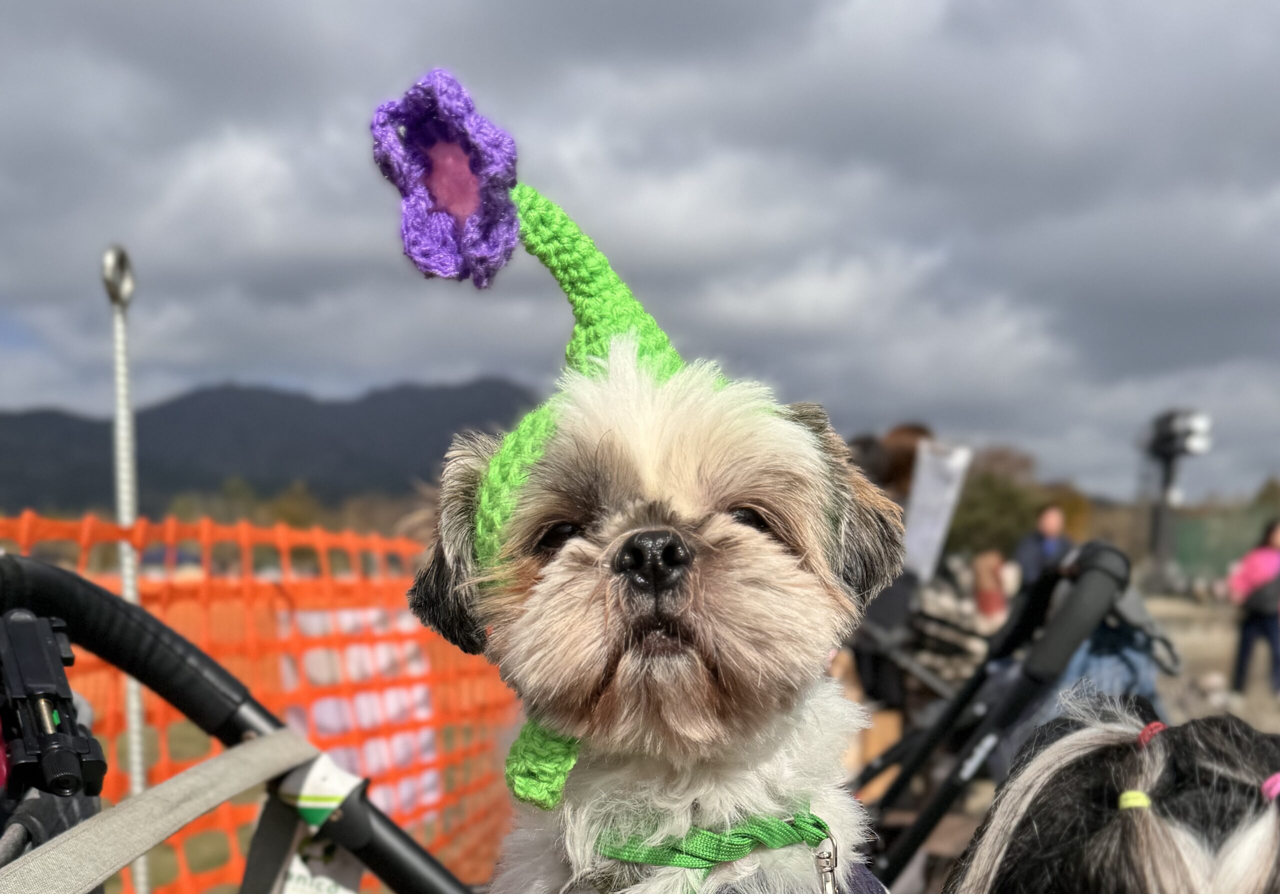 9805a24b58f2a350199c8e3374a287