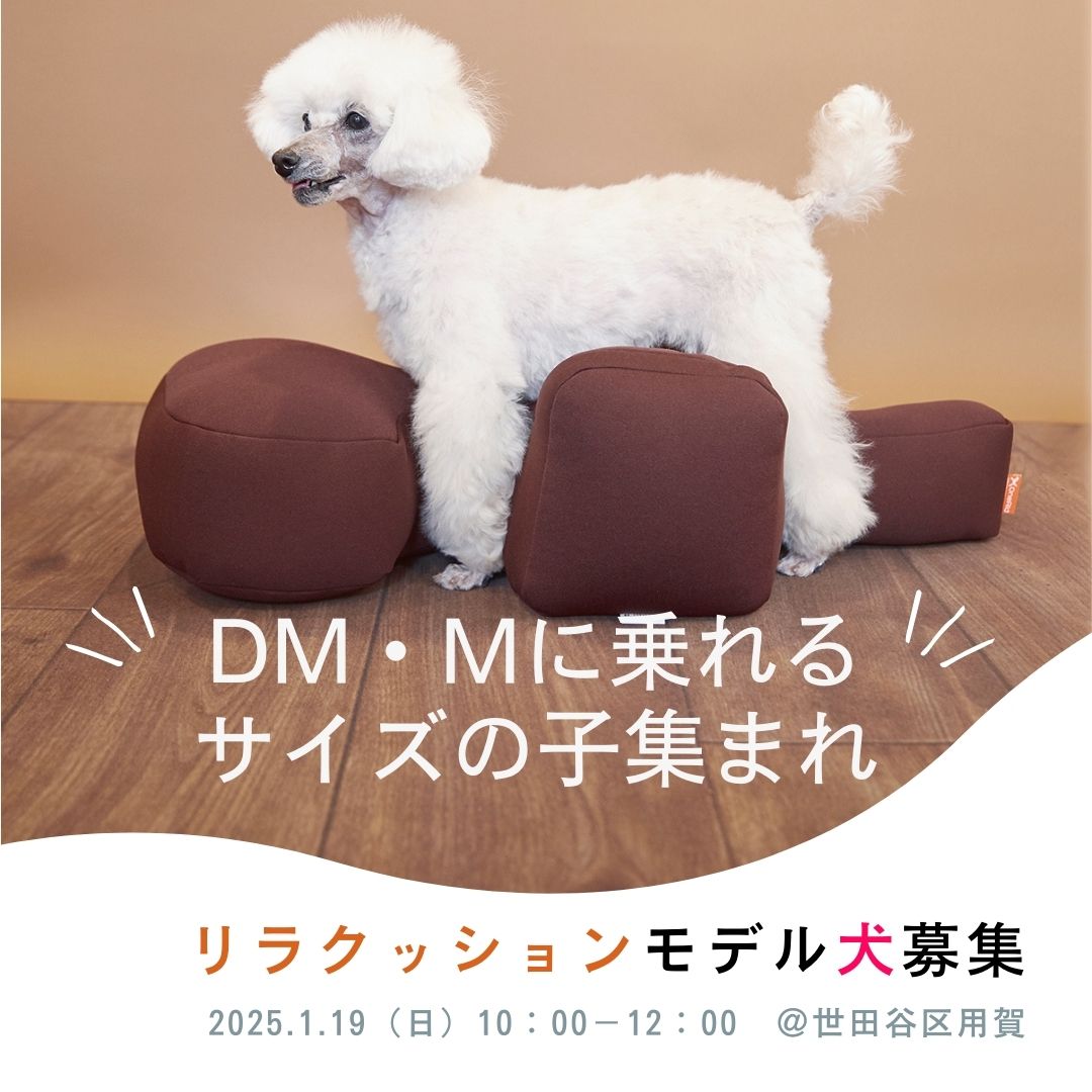 モデル犬募集 | 老犬・シニア犬専門メディア｜ぐらんわん！