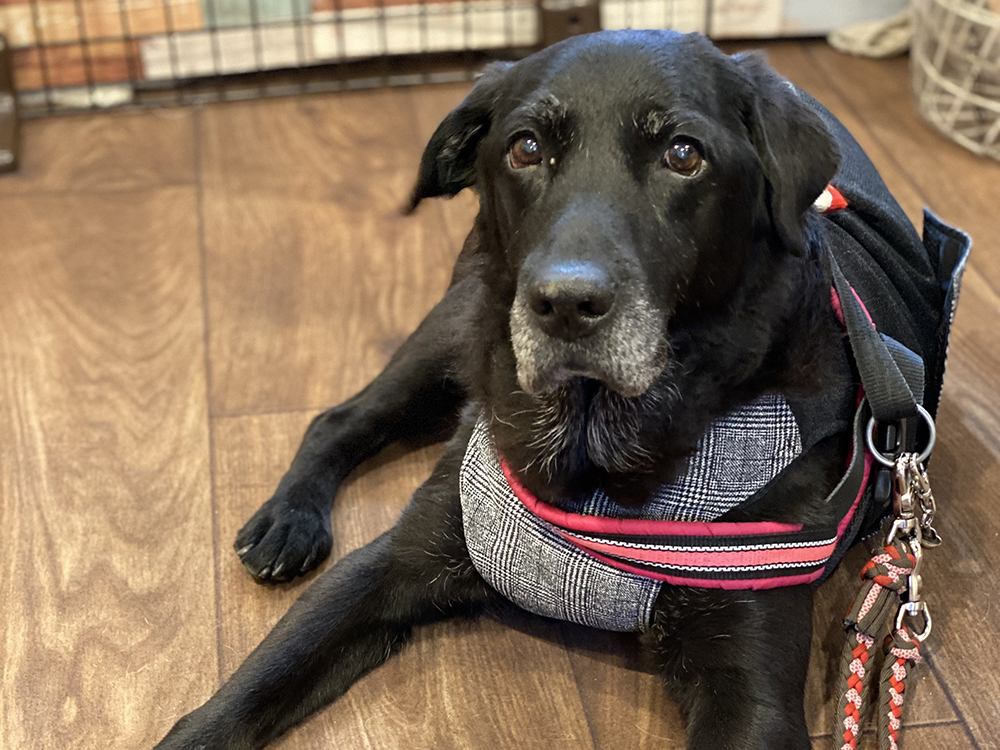 シニア犬の見た目の老化のサイン・老化現象を観察しよう | 老犬