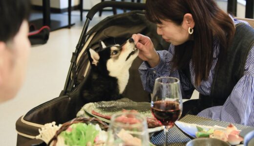 西伊豆の愛犬と泊まれる温泉旅館のペット宿が5大特典付きプラン