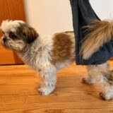 老犬の歩行補助ハーネスをタオルで手作り