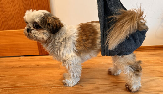老犬の歩行補助ハーネスをタオルで手作り