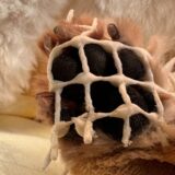 老犬の足が滑る対策を検証してみた