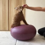 【石川県】犬猫介護ホーム＆ホテル Rocco｜老犬ホーム