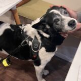 無感情、問題行動も。高齢の保護犬を迎える秘策