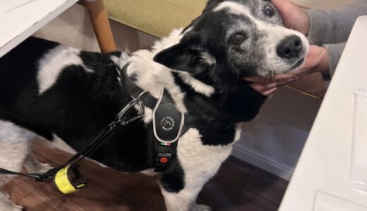 無感情、問題行動も。高齢の保護犬を迎える秘策