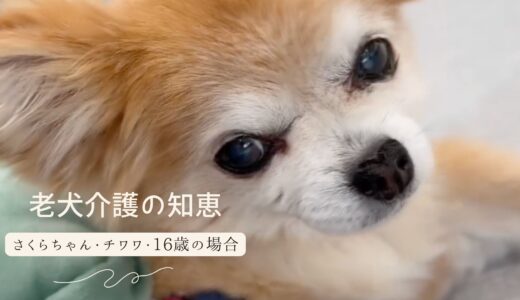 自力で起き上がれない老犬のお留守番をグッズで対策する方法