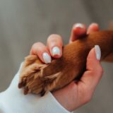 老犬が見せる“疲れサイン”5つ｜シニア犬の毎日を快適にする観察ポイントとケアのコツ