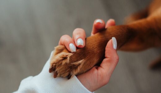 老犬が見せる“疲れサイン”5つ｜シニア犬の毎日を快適にする観察ポイントとケアのコツ