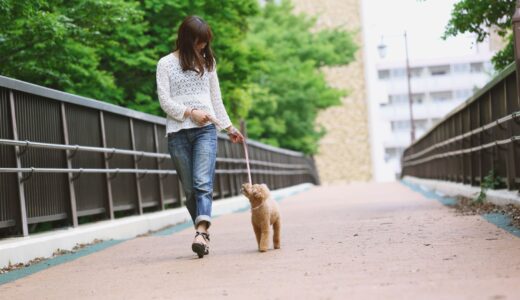 老犬の歩行ケア｜段差でも元気に歩くためのポイントと実例
