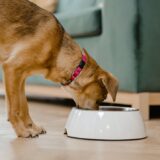 みんなの長生きの秘訣｜食事編｜老犬が元気に過ごすためのごはんの工夫とは？