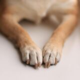 老犬が教える“今日は調子いいよ”のサイン5つ｜今日からできる簡単ケア