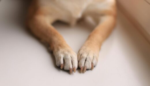 老犬が教える“今日は調子いいよ”のサイン5つ｜今日からできる簡単ケア