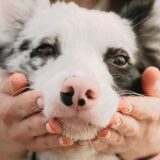 老犬ケアで「がんばりすぎない」という選択