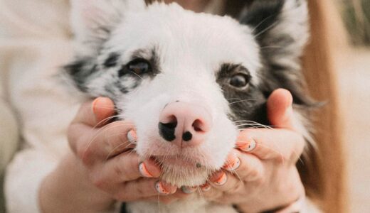 老犬ケアで「がんばりすぎない」という選択