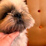 シニア犬のごはん前にやるべきタッチケア｜誤嚥・むせ込み予防に役立つ方法