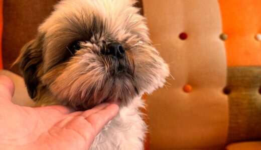 シニア犬のごはん前にやるべきタッチケア｜誤嚥・むせ込み予防に役立つ方法