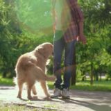 老犬が元気で過ごせる毎日のルーティン5選