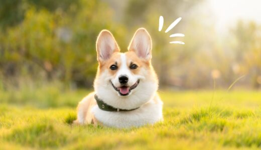 老犬がホッとする声のルール、知ってる？｜今日からできる安心ケア