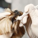 老犬の介護は“やりすぎない”が正解？今注目される環境づくりの考え方