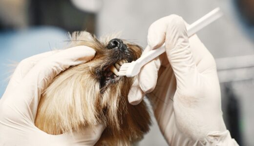 老犬の介護は“やりすぎない”が正解？今注目される環境づくりの考え方