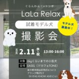 2/11開催｜LaLa Relax試着モデル犬撮影会｜小型犬限定・Instagram用モデル募集
