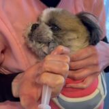 【体験版公開】シニア犬・老犬ケアを学べるYouTubeメンバーシップ講座とは？