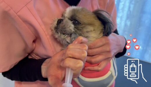 【体験版公開】シニア犬・老犬ケアを学べるYouTubeメンバーシップ講座とは？