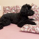 【老犬が寝たきりでも座れる？】シニア犬のリハビリに重要な「スフィンクス運動」と体幹刺激の考え方