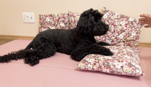 【老犬が寝たきりでも座れる？】シニア犬のリハビリに重要な「スフィンクス運動」と体幹刺激の考え方